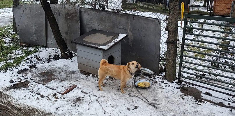 Miał wodę i jedzenie, ale reszta... Właściciele tłumaczyli się niewiedzą