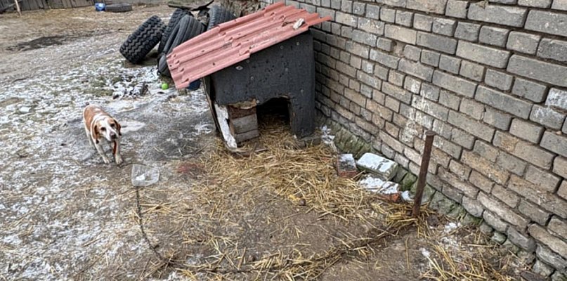 Bez wody, jedzenia, na krótkim łańcuchu. Właścicielka nie widziała w tym nic złego