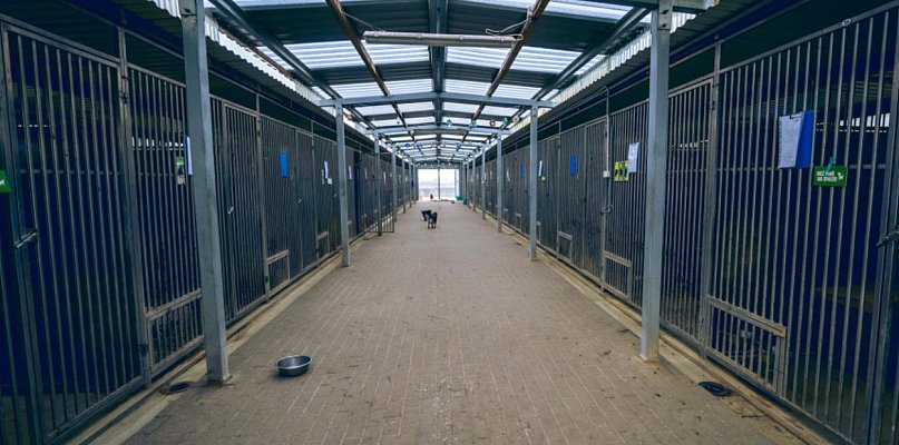 Aż trzy kontrole w zaledwie tydzień. Schronisko Dalabuszki stawia sprawę jasno