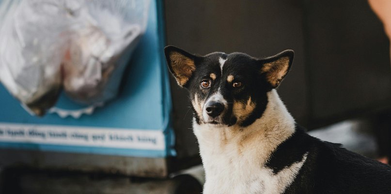 Czy za psy też powinno się płacić za śmieci? Wpis podzielił internautów