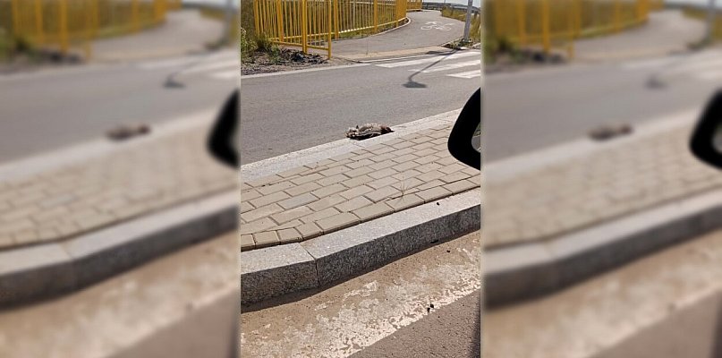 Od kilku dni leży przy rondzie. W tle komunikat Powiatowego Lekarza ...