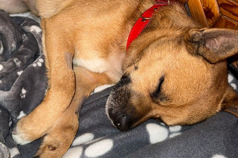 Orest przeszedł wiele, szuka nowego domu