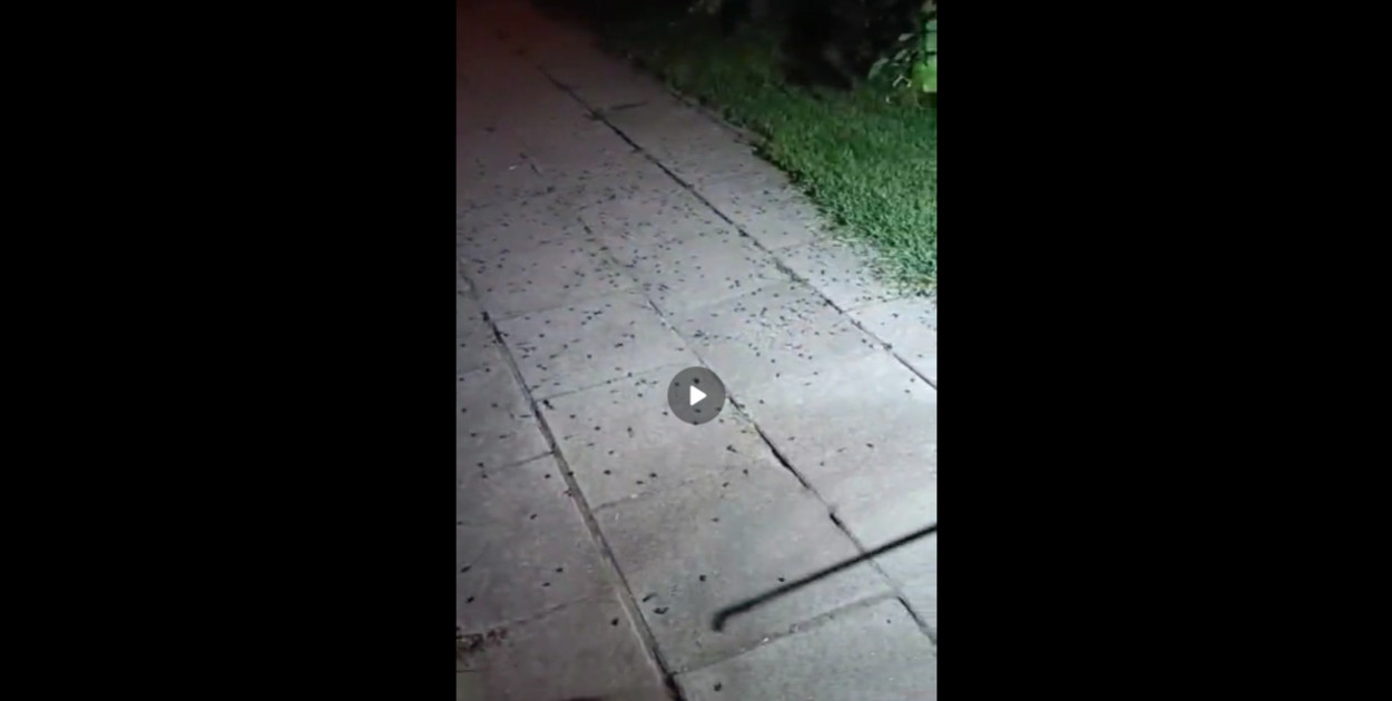 Foto: Screen Nagranie udostępnione przez sołtys Elwirę Przybył