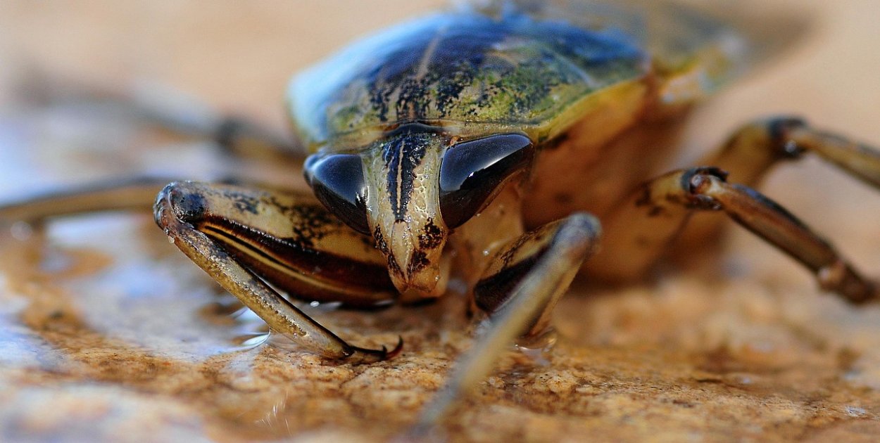 pixabay.com Licencja: https://pixabay.com/pl/service/license