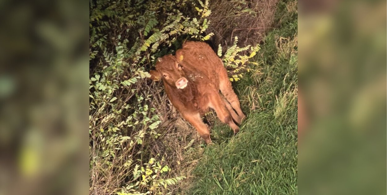 Foto: Poniec Moje Miasto/Fotomontaż