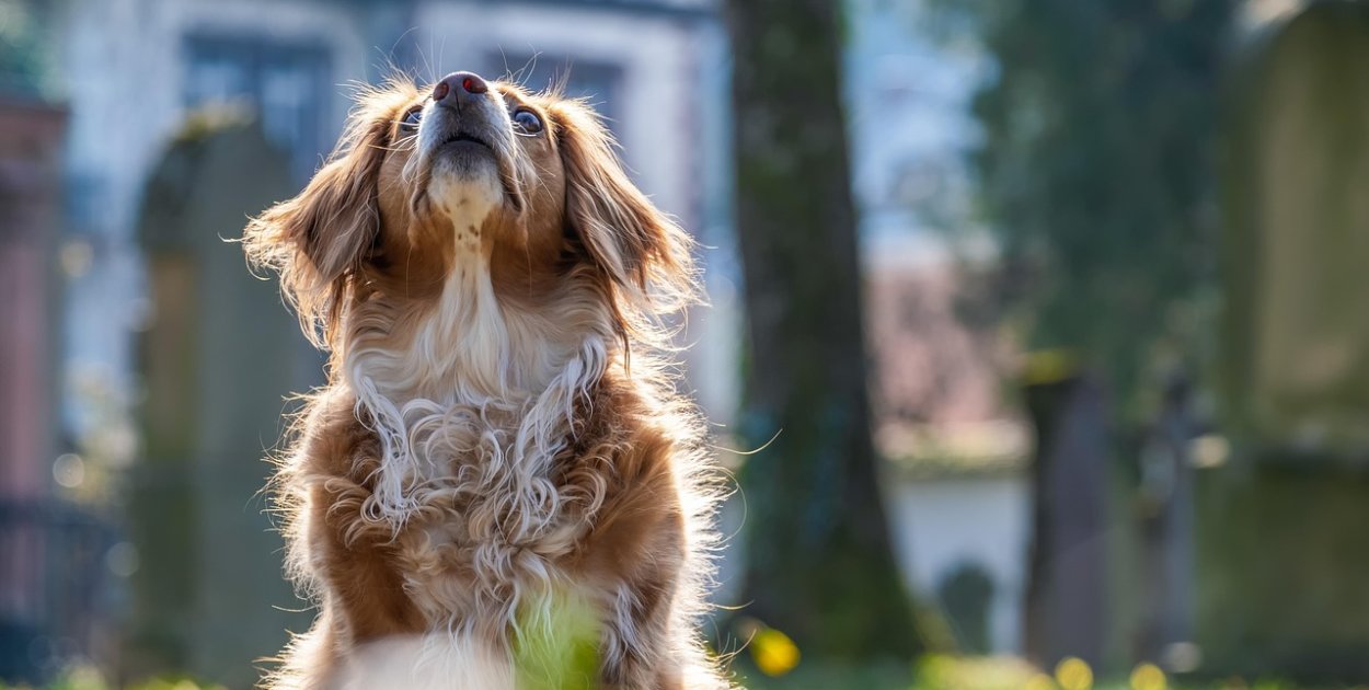 pixabay.com Licencja: https://pixabay.com/pl/service/license