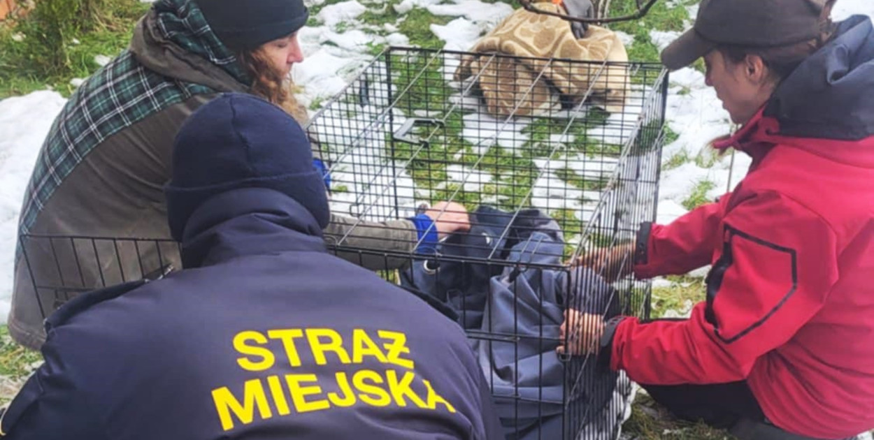 Foto: Straż Miejska Gostyń