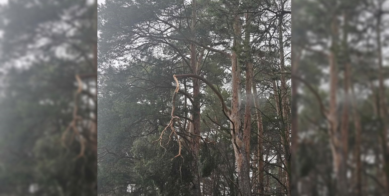 Foto: Czytelniczka Gostyn24