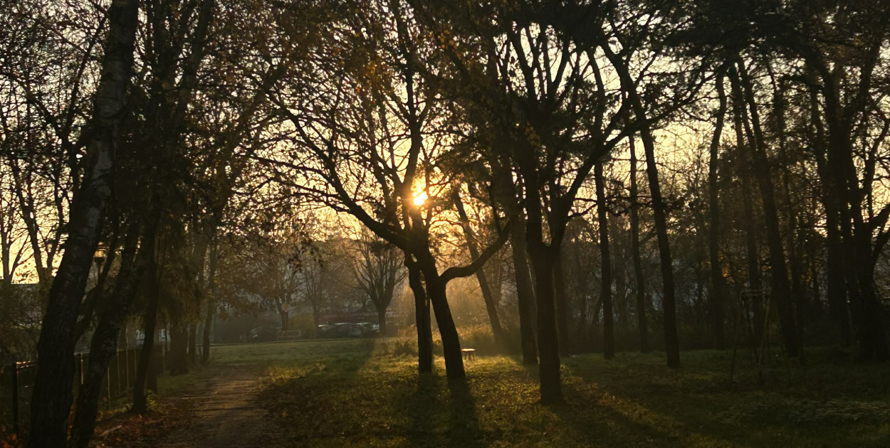 siecportali.pl | ddwloclawek.pl