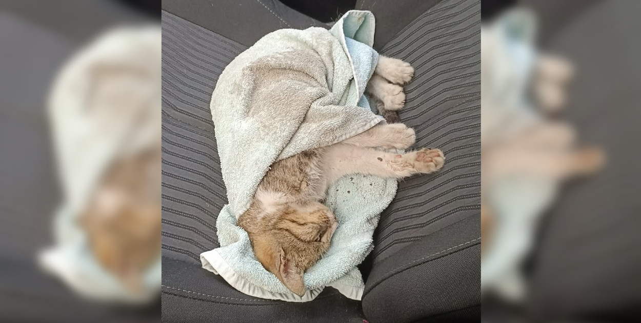 Foto: Wolontariusz schroniska w Dalabuszkach