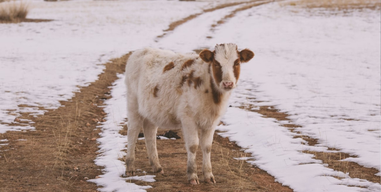 Foto: poglądowe/Canva