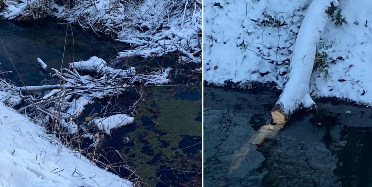 Foto: Czytelnik Gostyn24