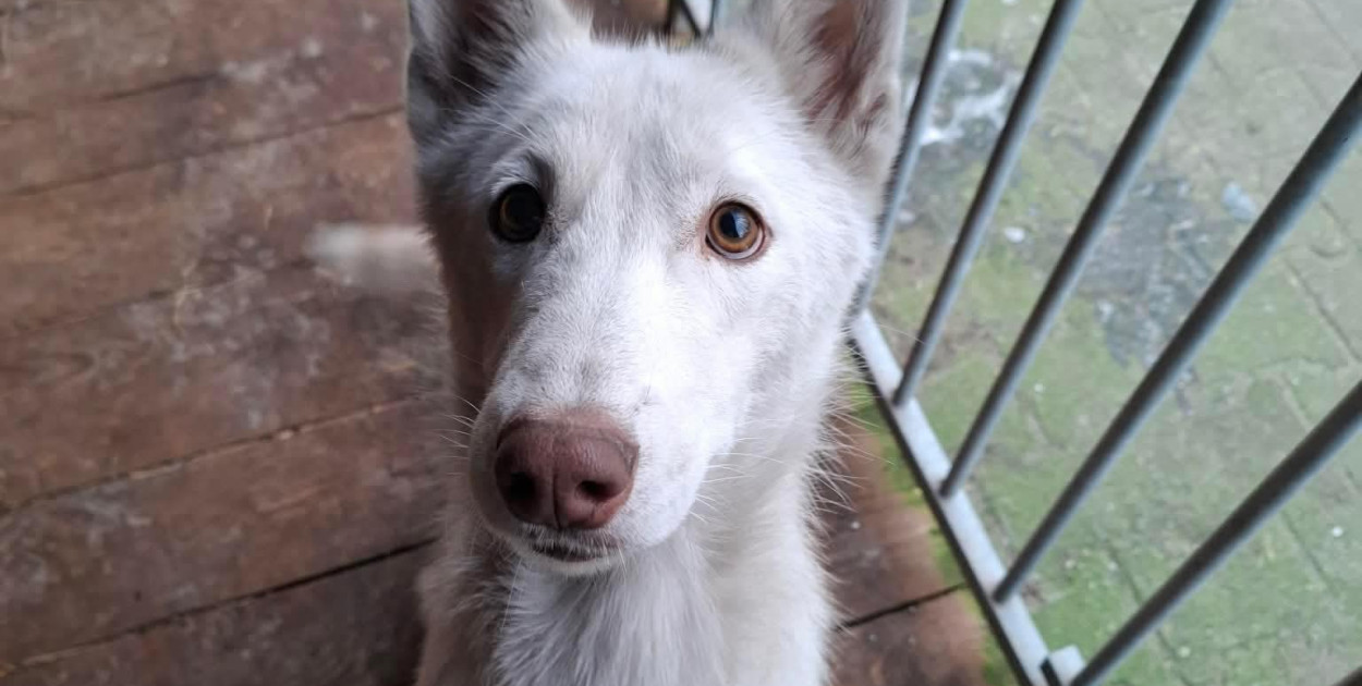 Foto: Przytulisko w Poniecu