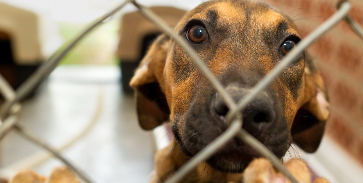 Znane celebrytki wsparły schronisko dla zwierząt w sąsiednim powiecie