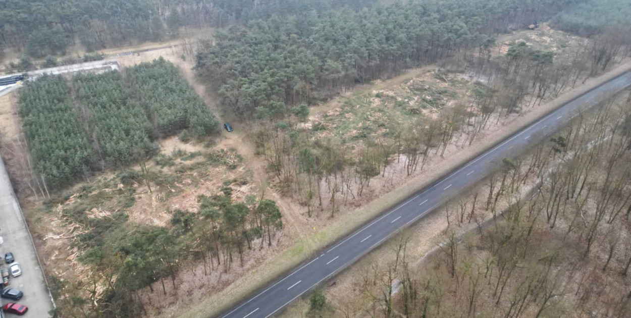 Znikają drzewa przy drodze w stronę Gostynia. Wiemy, dlaczego tak się dzieje