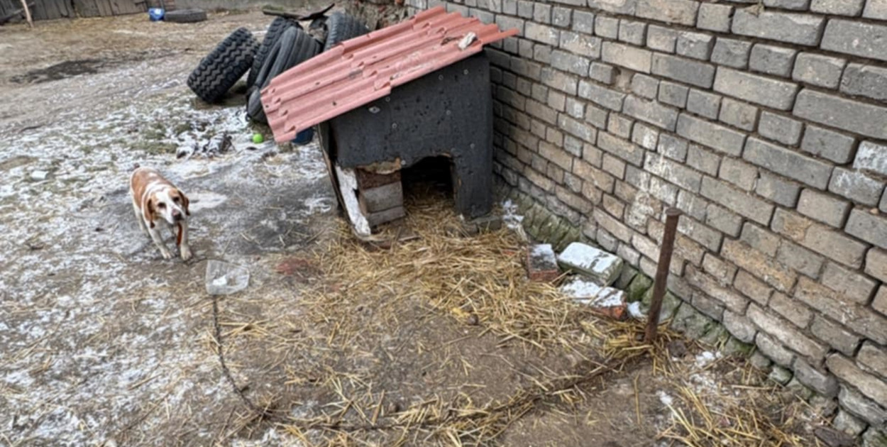 Bez wody, jedzenia, na krótkim łańcuchu. Właścicielka nie widziała w tym nic złego