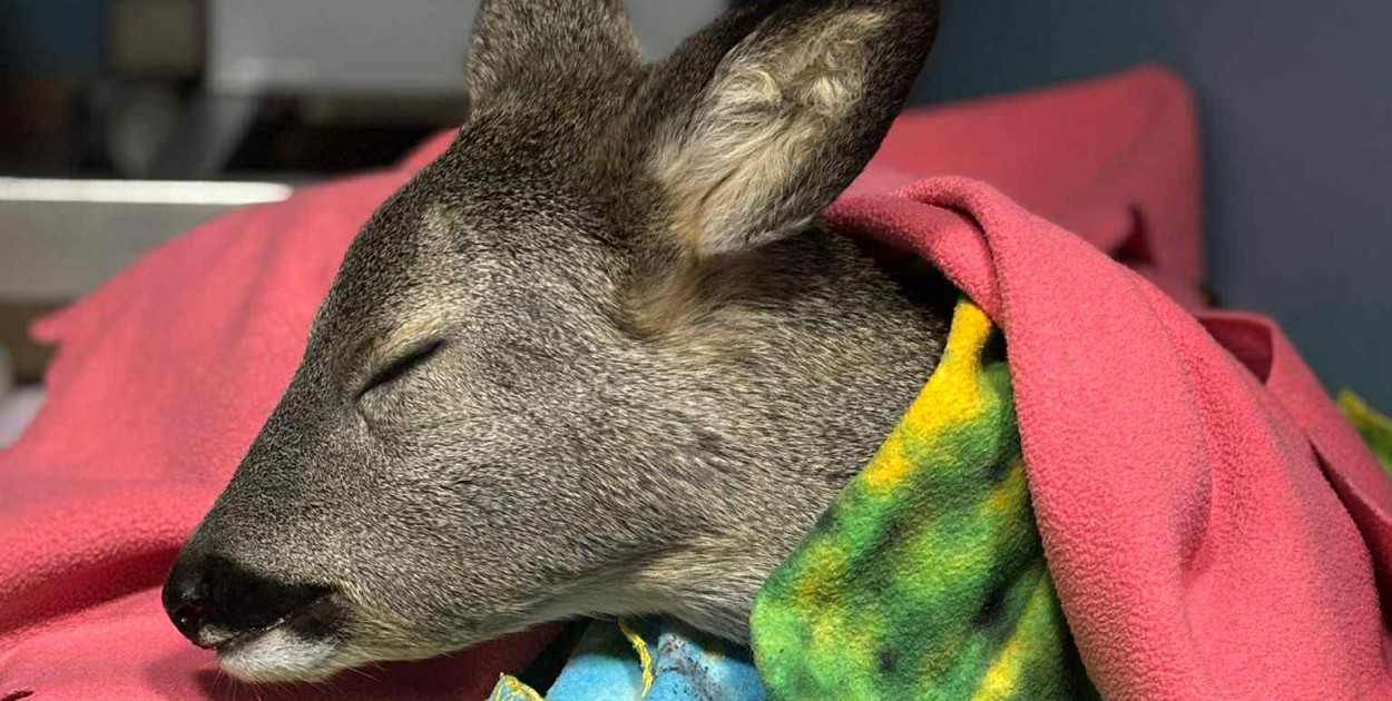 Nie miało nawet roku. Leżało na mrozie, przy ruchliwej ulicy. Liczył się czas...