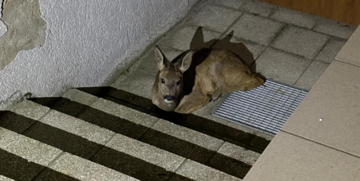 Nietypowa interwencja w rejonie żłobka. Wiemy jak zakończyła się ta historia