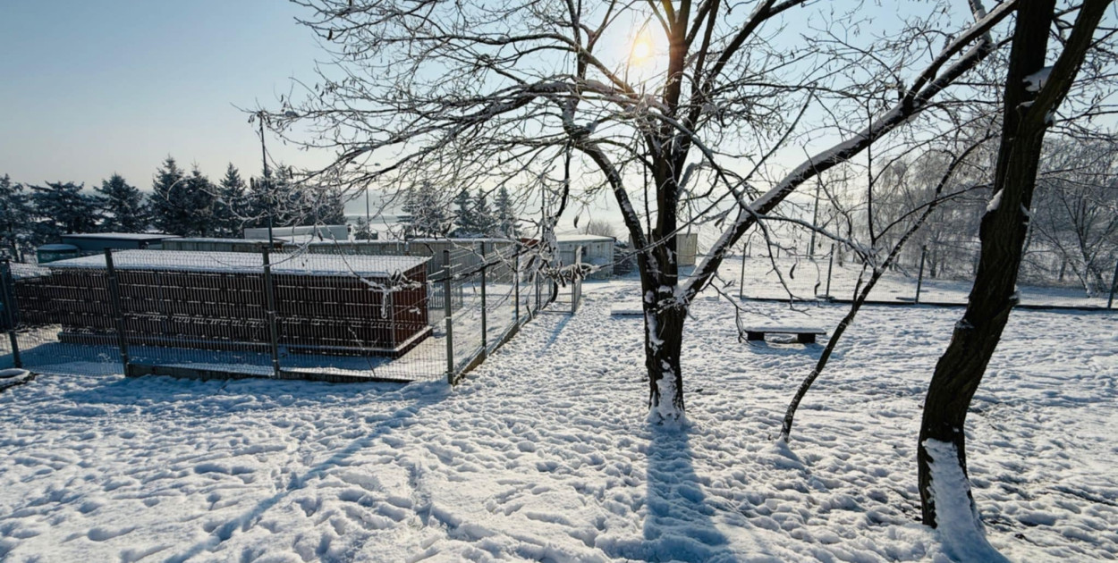 Widzieli, jak zwierzęta trzęsą się z zimna w kojcach. To przelało czarę goryczy...
