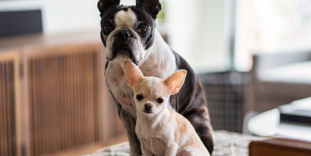 Czy długość życia psa zależy od jego rasy?