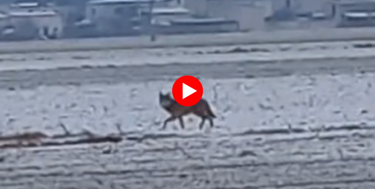 Gmina wydała apel!  Zwracajcie uwagę na swoje otoczenie i nie podchodźcie...