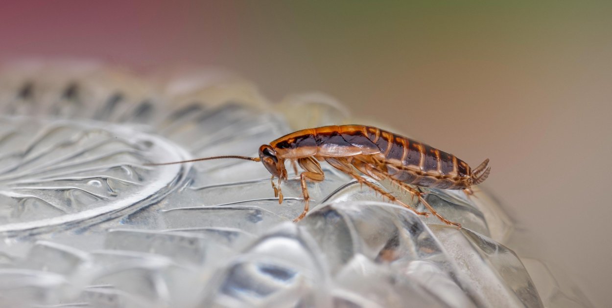 Prusaki w domu – skąd się biorą i jak się ich pozbyć?