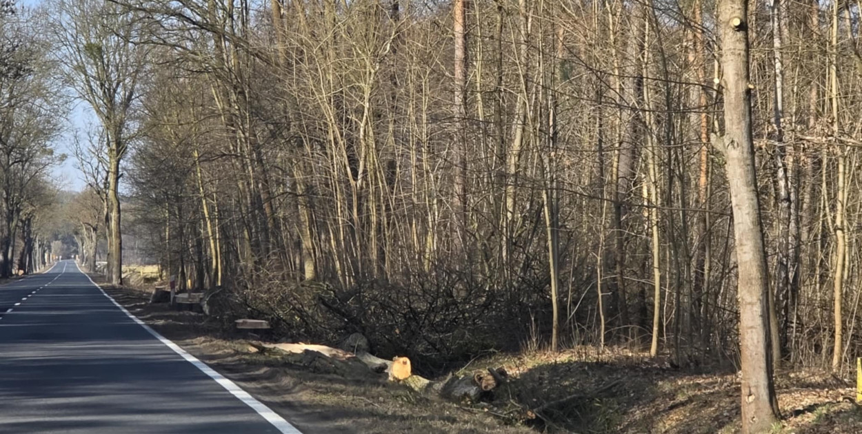 Burmistrz się zgodził, piły poszły w ruch. Klony, lipy jesiony... WZDW tłumaczy
