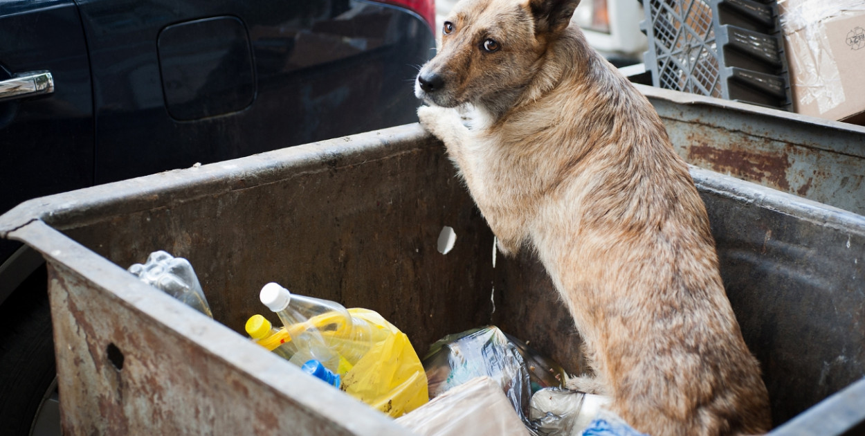 Za dziecko trzeba płacić, a za psa już nie? Czy to sprawiedliwe pyta czytelnik