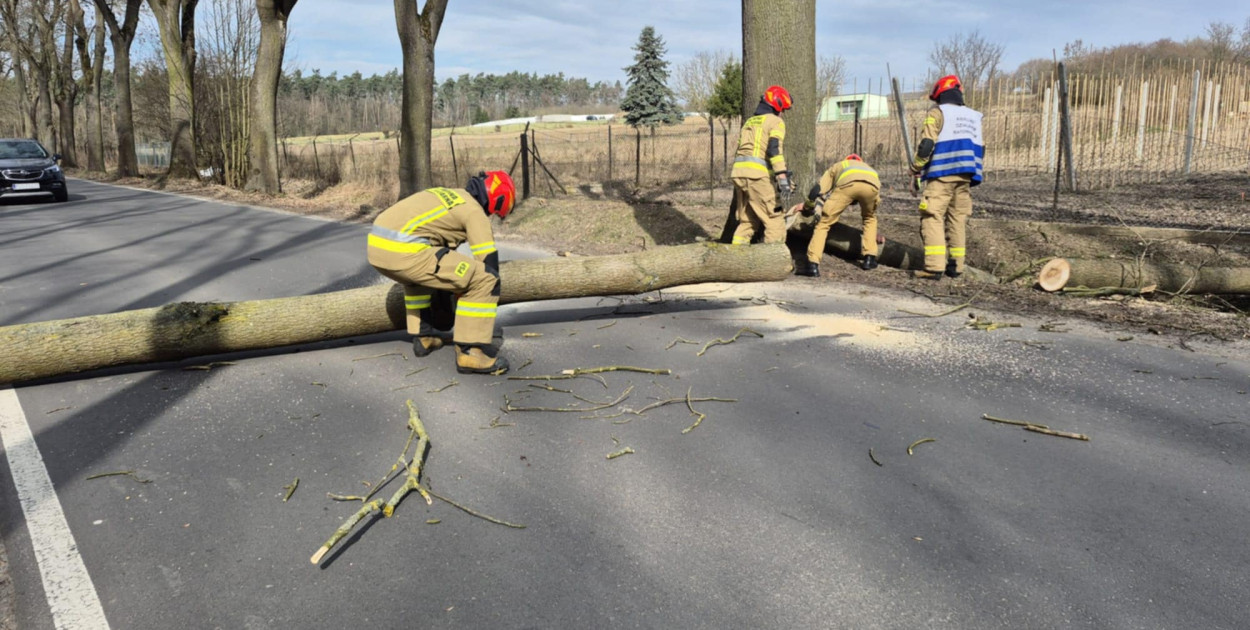 To mogło się bardzo źle skończyć. Drzewo runęło na jezdnię i zatarasowało przejazd