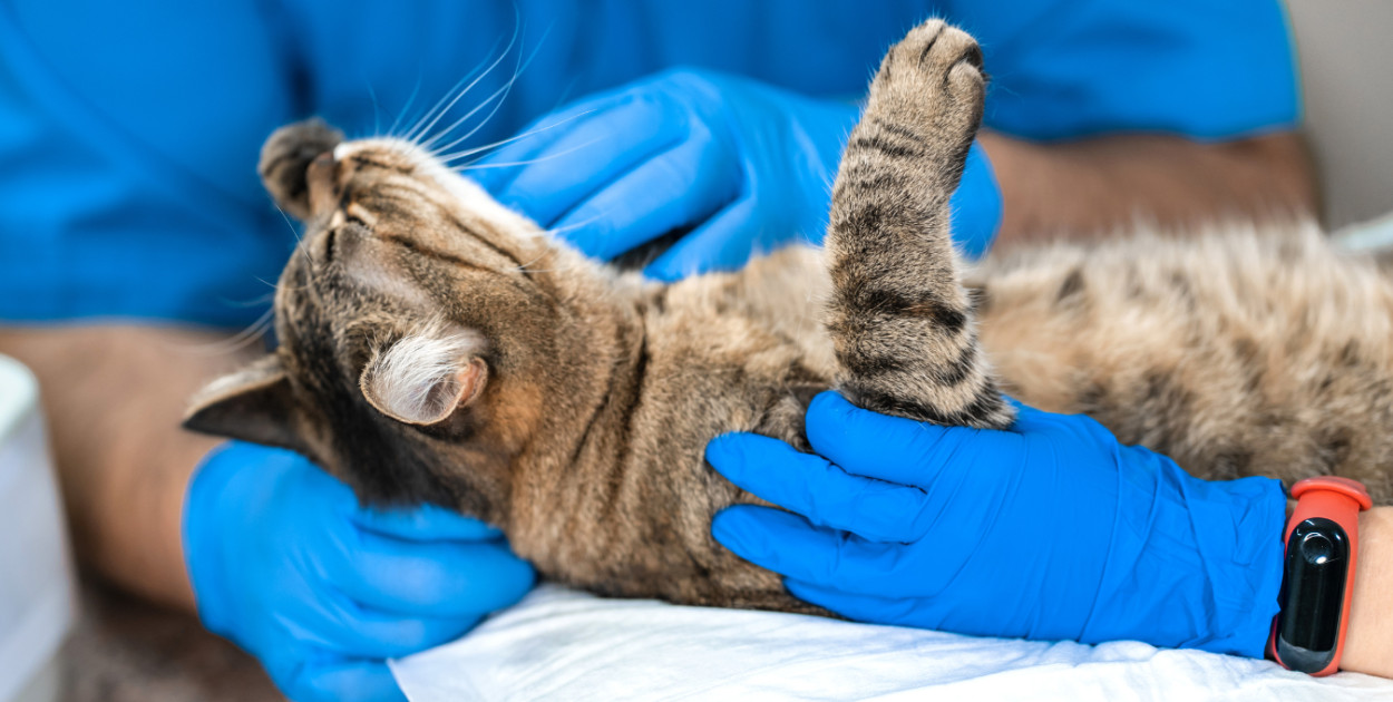 Martwy kot i wstrząsające ustalenia policji. W ciele zwierzęcia znaleziono...
