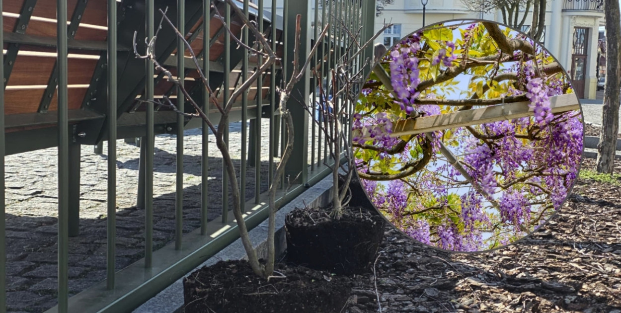 To będą bujne i efektowne ozay kwiatów. Do tego wszystkie w tym samym kolorze.