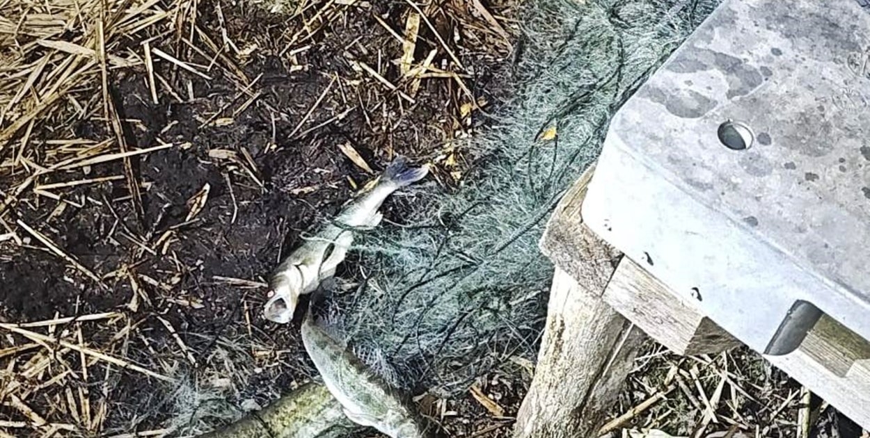 Rozciągnęli sieci przez całe jezioro. Wkrótce sami wpadli w sidła... policji