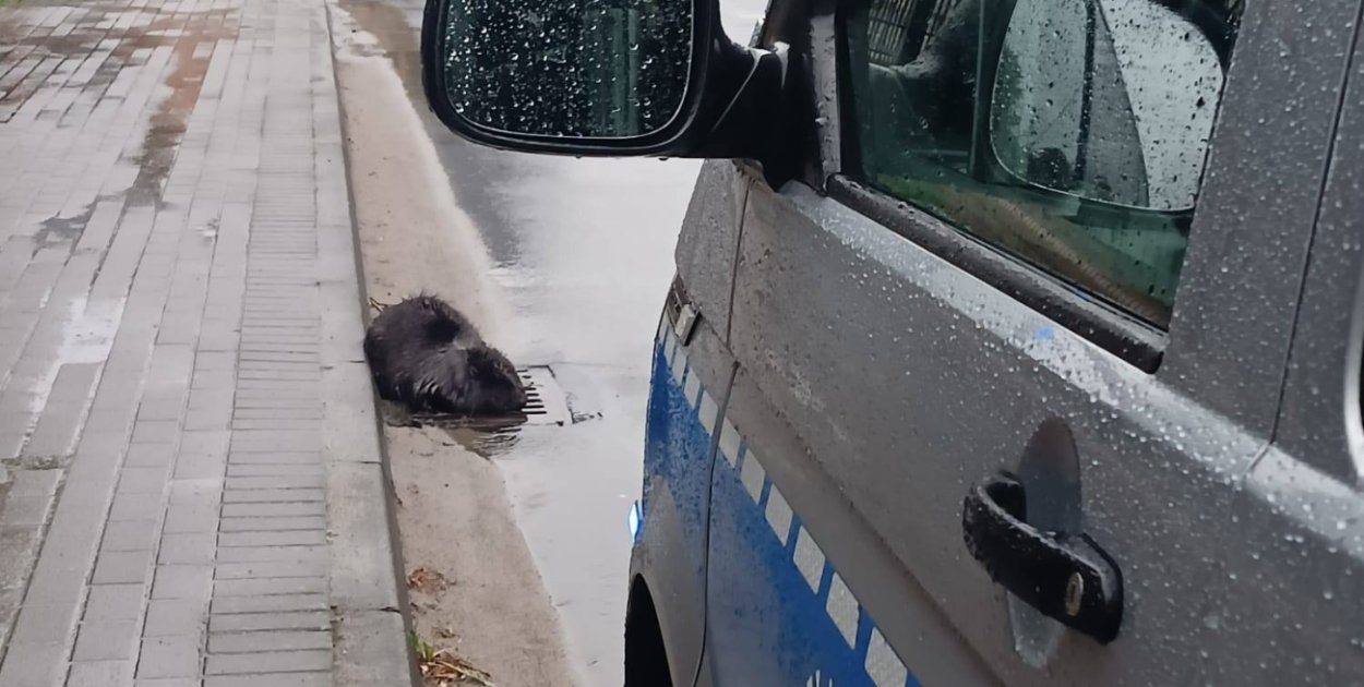 Nietypowa wizyta w centrum miasta! Siedział na kratce ściekowej...